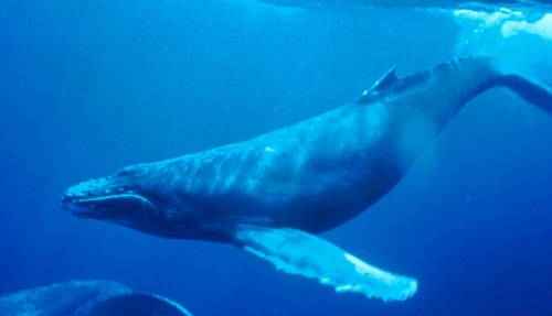 явления природы - пение Горбатых китов