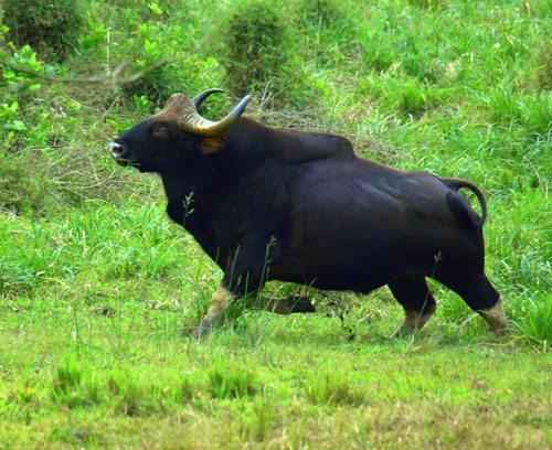 Индийский бизон, дикий бык, бежит