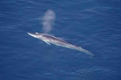 кит Финвал - описание
