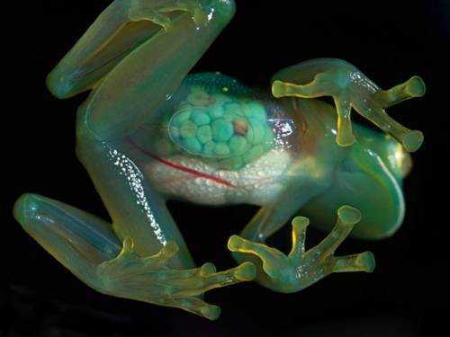Удивительные лягушки - список, описание, факты, фото странных и необычных  лягушек мира