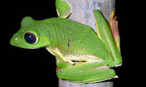 Летающая лягушка, прыгучая лягушка, на дереве, зеленая лягушка, необычная лягушка