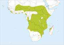 ареал, африканский аист-разиня, карта, Африка, Мадагаскар