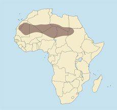 аддакс, антилопа мендес, ареал, карта Африки