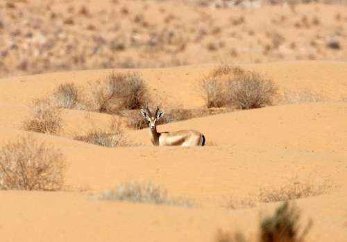 Газель-доркас, животное, среда обитания, пустыня, на песке, 