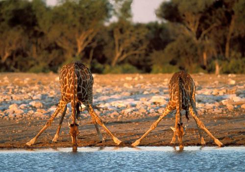 жирафы на водопое