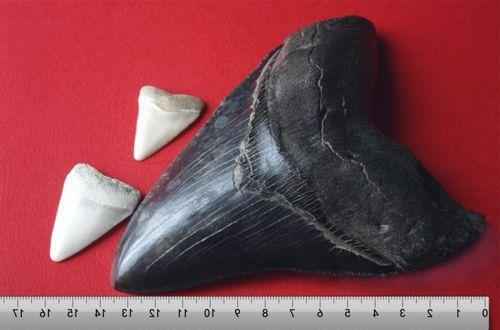 зуб мегалодона и белой акулы