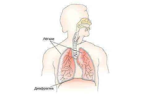 respiratory_system_ru-svg