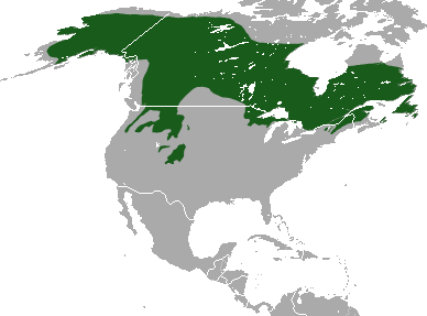 areal-kanadskoj-ili-severoamerikanskoj-rysi-na-karte