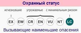 ohrannyj-status-chernogo-medvedya