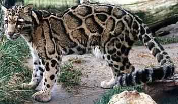 kalimantanskij-dymchatyj-leopard