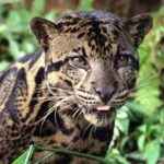 kalimantanskij-ili-bornejskij-dymchatyj-leopard