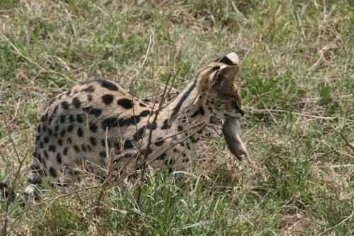 afrikanskij-serval-s-dobychej