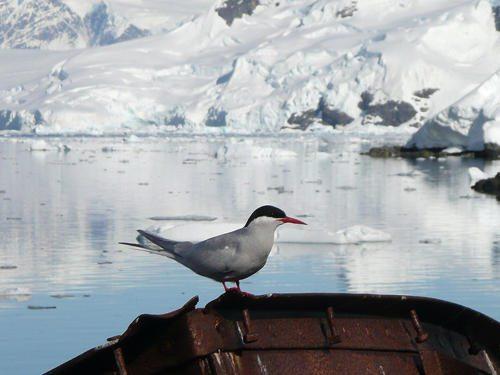 antarkticheskaja-krachka