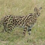 afrikanskij-serval-v-trave