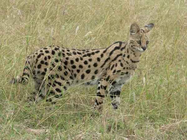 Кошка сервал: описание и повадки африканской породы