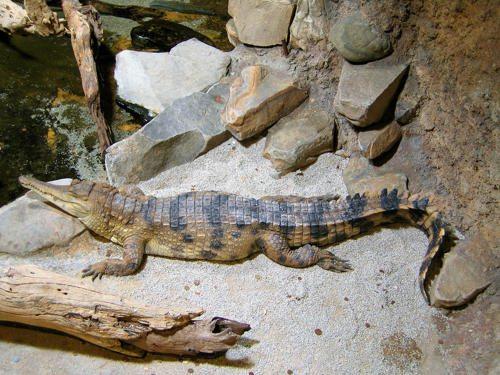 afrikanskij-uzkorylyj-krokodil