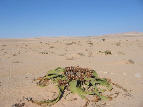 приспособленность растений в пустыне