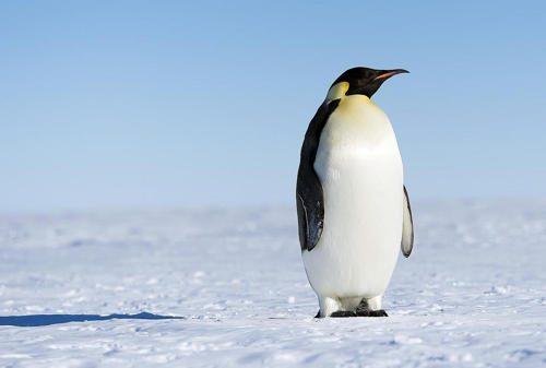imperatorskij-pingvin
