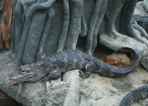 kitajskij-alligator