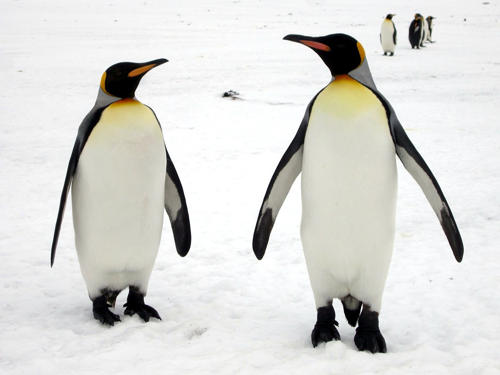 korolevskij-pingvin