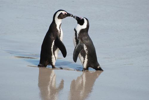 ochkovyj-pingvin