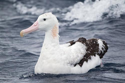 stranstvujushhij-albatros