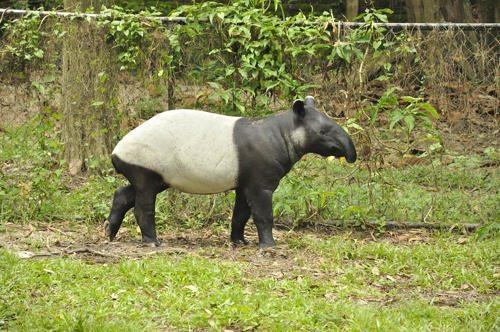cheprachnyj-tapir