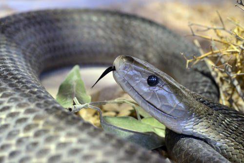 Какая змея самая длинная на Земле — фото и описание зверушки, живность, питомцы, животные