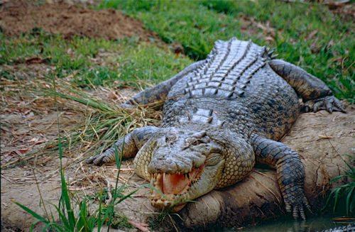 grebnistyj-krokodil