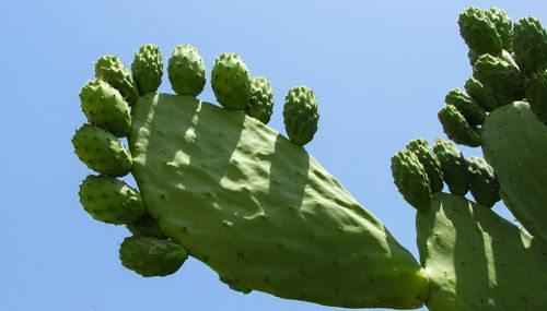 kaktus-v-pustyne