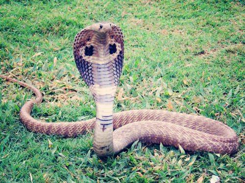 korolevskaja-kobra