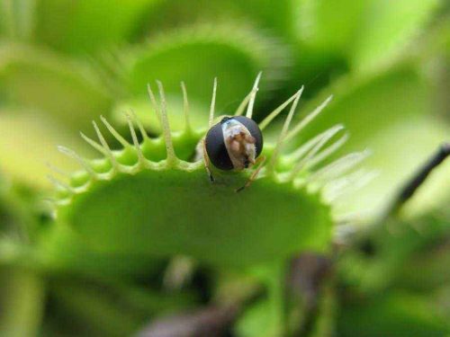 Типы питания растений: автотрофный и гетеротрофный — Природа Мира