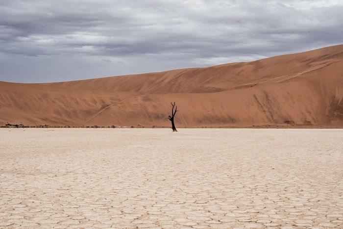 Биом пустыни - характеристика самого засушливого наземного биома мира