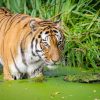 тигр, вода, болото, ряска, трава, заросли, большая кошка, хищник