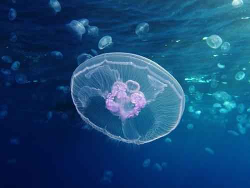 Жизненный цикл медуз - от яйца до зрелой формы 4