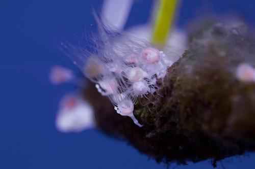 Жизненный цикл медуз - от яйца до зрелой формы 3