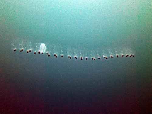 Жизненный цикл медуз - от яйца до зрелой формы 1