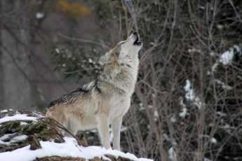 волк, одиночка, вой, воющий, животные, фауна, хищник, снег, природа
