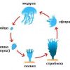 схема, стадии, жизненный цикл, медуза, яйцо, личинка, планула, полип, стробила, эфир,