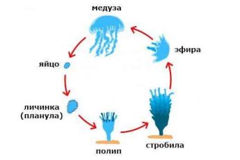 схема, стадии, жизненный цикл, медуза, яйцо, личинка, планула, полип, стробила, эфир,