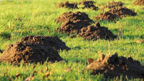 Грибок в почве в огороде фото