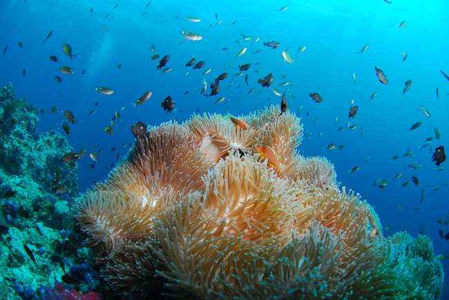 Доклад: Жизнь в морских глубинах
