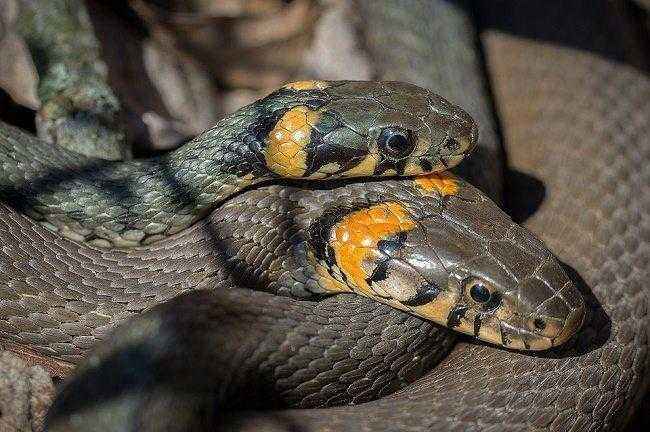 Как происходит размножение у змей ?