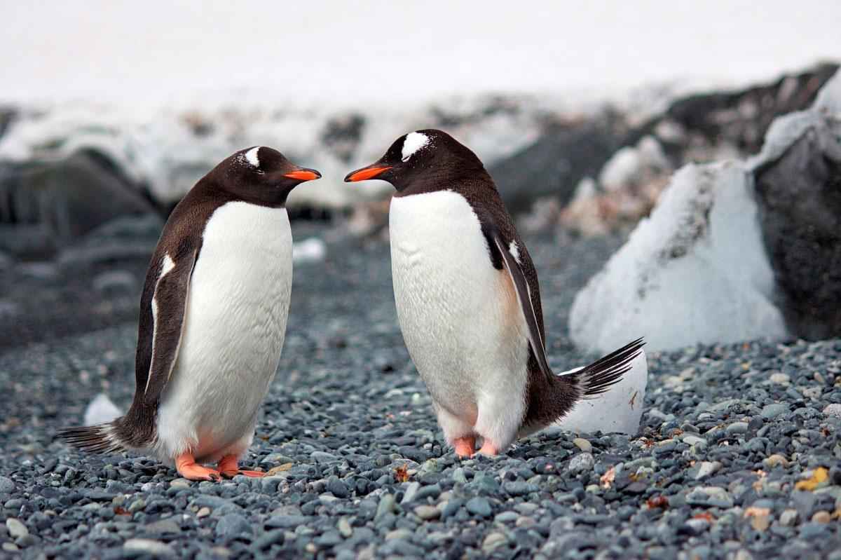 Какие животные обитают в Антарктиде - виды, названия, описание и фото —  Природа Мира