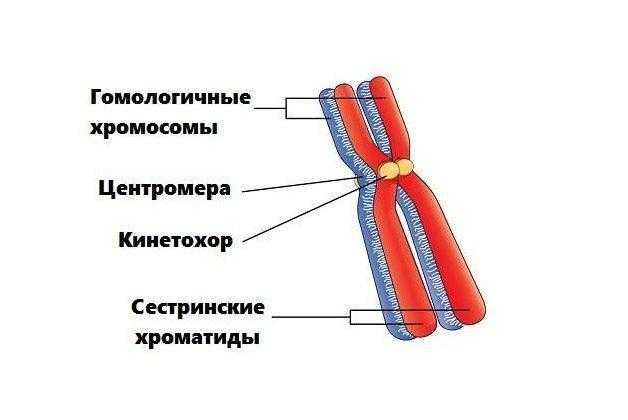 Негомологичные хромосомы. Гомологичные хромосомы строение. Гомологичные и негомологичные хромосомы. Гомологичные и негомологичные хромосомы рисунок. Строение гомологических хромосом.