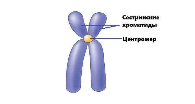 Расхождение сестринских хроматид. Сестринские хромосомы и хроматиды. Триада сестринских хроматид. Строение хромосомы хроматиды. Хромосома и хроматида рисунок.