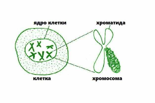 Образование дочерних хромосом. Хроматиды и хроматин различия. Разделение хромосом на хроматиды. Хроматида и хромосома отличие. Несестринские хроматиды.