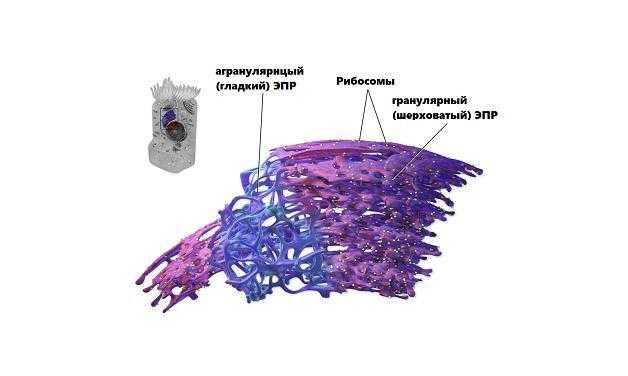 Сеть гладкий. Гладкий и гранулярный ЭПР. Строение гладкого ЭПР. Гладкий ЭПР функции. ЭПР (ЭПС, эндоплазматическая сеть).