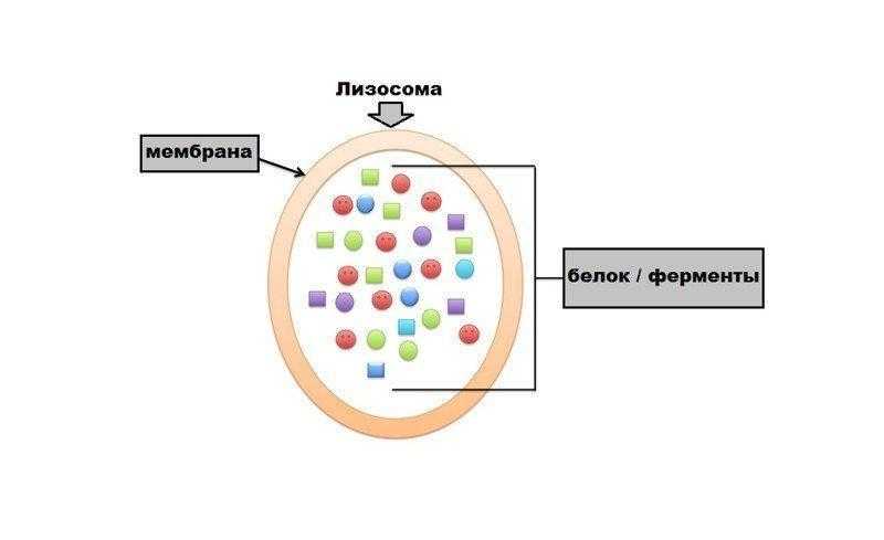 Первичная лизосома рисунок