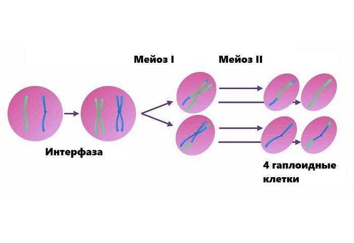 Диплоидной материнской клетки. Клетки с диплоидным набором хромосом. Гаплоидные и диплоидные клетки. Гаплоидные клетки. Диплоидная клетка.